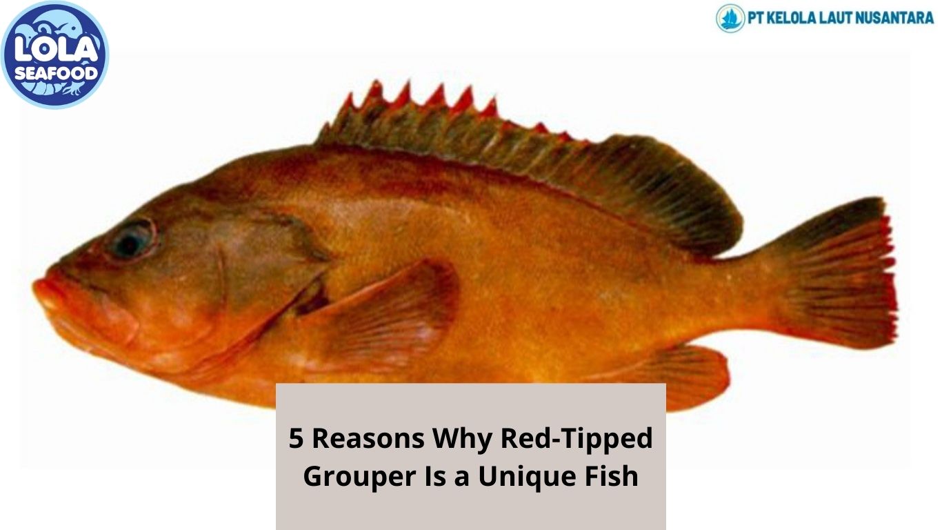 5 Reasons Why Red-Tipped Grouper Is a Unique Fish